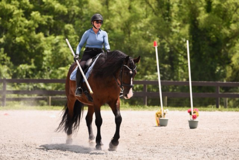 HorseID: 2314474 Sir Galahad - PhotoID: 1100280