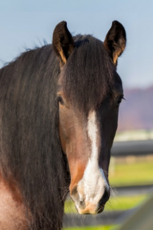 HorseID: 2314474 Sir Galahad - PhotoID: 1100281