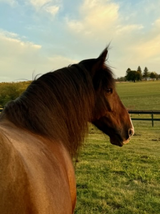 HorseID: 2314474 Sir Galahad - PhotoID: 1100282