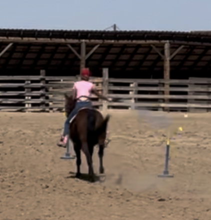 HorseID: 2314475 Special Te Dragon - PhotoID: 1100417