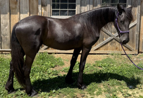 HorseID: 2314477 Aravis - PhotoID: 1100187