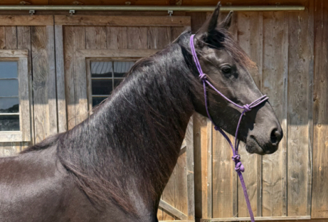 HorseID: 2314477 Aravis - PhotoID: 1100188