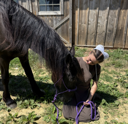 HorseID: 2314477 Aravis - PhotoID: 1100189