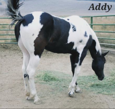HorseID: 2314486 A Sudden Tru Passion - PhotoID: 1100191