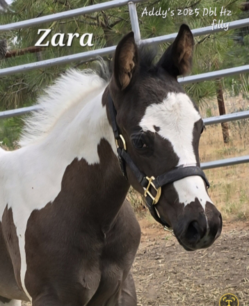HorseID: 2314486 A Sudden Tru Passion - PhotoID: 1100192