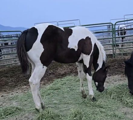 HorseID: 2314486 A Sudden Tru Passion - PhotoID: 1100193