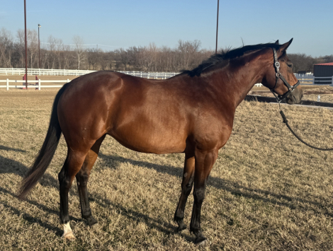 HorseID: 2314490 Indy - PhotoID: 1100197