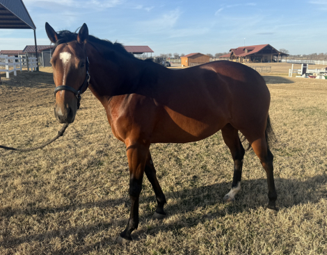 HorseID: 2314490 Indy - PhotoID: 1100198