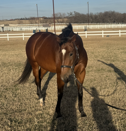 HorseID: 2314490 Indy - PhotoID: 1100199