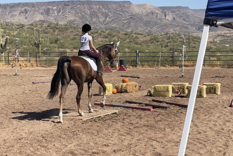 HorseID: 2314495 Calloway’s Fair Enough - PhotoID: 1100360