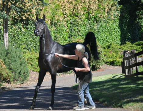 HorseID: 2314496 Penta Jubilee - PhotoID: 1100201