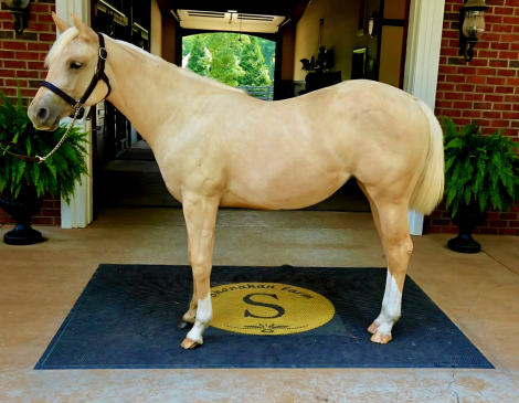 HorseID: 2314498 Roxys Dell Rose - PhotoID: 1100180