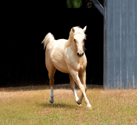 HorseID: 2314498 Roxys Dell Rose - PhotoID: 1100182