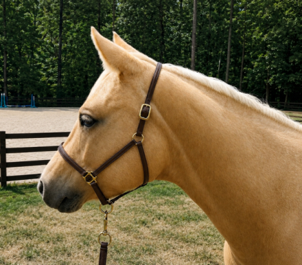 HorseID: 2314498 Roxys Dell Rose - PhotoID: 1100183