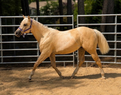 HorseID: 2314498 Roxys Dell Rose - PhotoID: 1100184