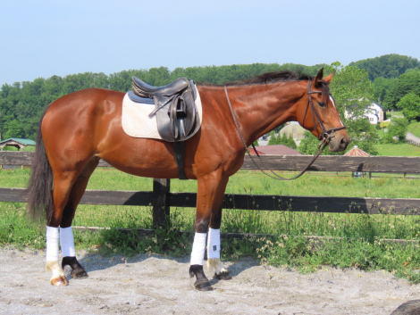 HorseID: 2314499 Krystal - PhotoID: 1100204