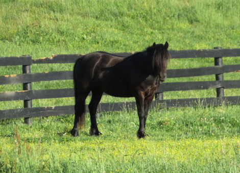 HorseID: 2314500 Conwood Gemini - PhotoID: 1100210
