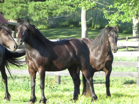 HorseID: 2314500 Conwood Gemini - PhotoID: 1100211