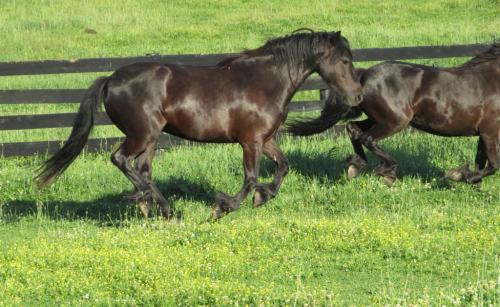 HorseID: 2314500 Conwood Gemini - PhotoID: 1100212