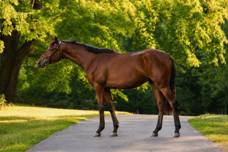 HorseID: 2314504 DB Blue Ridge Echo - PhotoID: 1100228