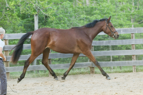 HorseID: 2314504 DB Blue Ridge Echo - PhotoID: 1100229