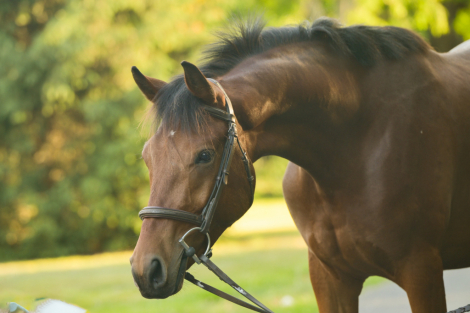 HorseID: 2314504 DB Blue Ridge Echo - PhotoID: 1100230