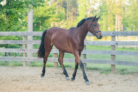 HorseID: 2314504 DB Blue Ridge Echo - PhotoID: 1100231