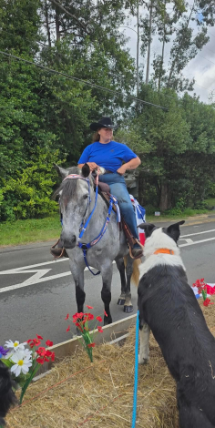HorseID: 2314509 Big Grey - PhotoID: 1100232