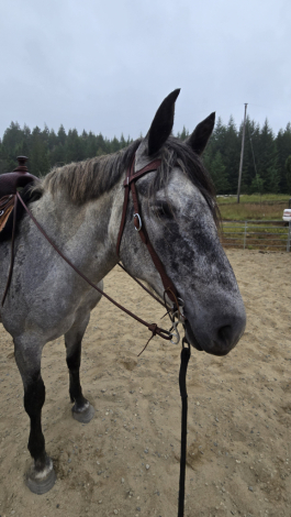 HorseID: 2314509 Big Grey - PhotoID: 1100233