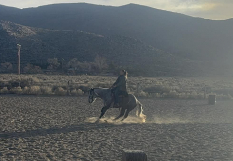 HorseID: 2314509 Big Grey - PhotoID: 1100234