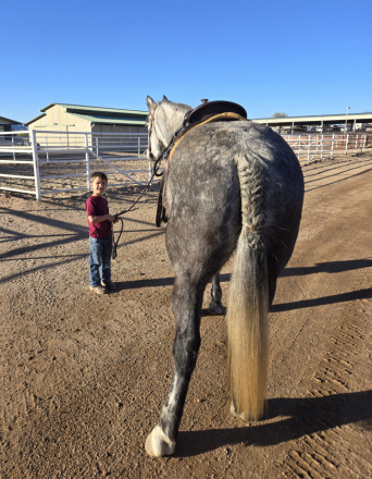 HorseID: 2314509 Big Grey - PhotoID: 1100235