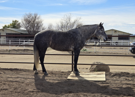HorseID: 2314509 Big Grey - PhotoID: 1100236