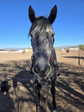 HorseID: 2314509 Big Grey - PhotoID: 1100237