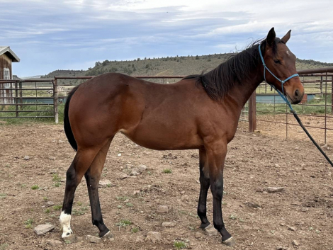 HorseID: 2314513 Dolly - PhotoID: 1100238