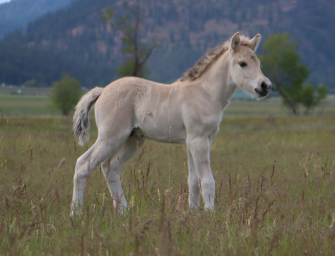 HorseID: 2314521 DD Haldor - PhotoID: 1100245