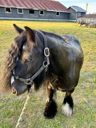 HorseID: 2314524 SD Kohls Great Achievements - PhotoID: 1100247