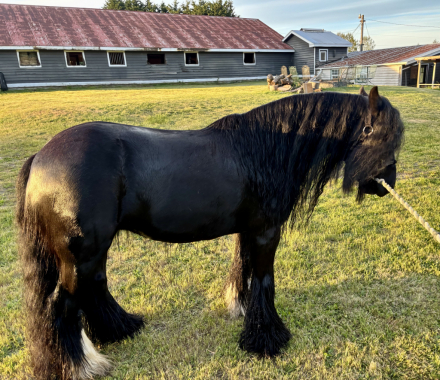 HorseID: 2314524 SD Kohls Great Achievements - PhotoID: 1100248