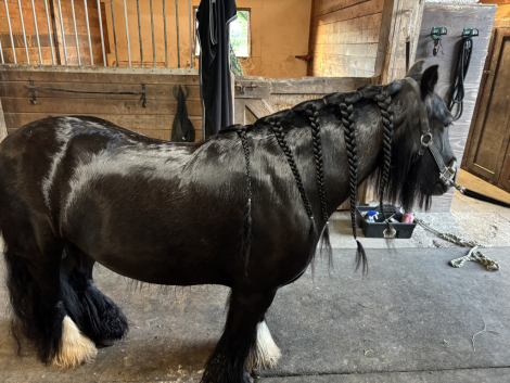 HorseID: 2314524 SD Kohls Great Achievements - PhotoID: 1100249