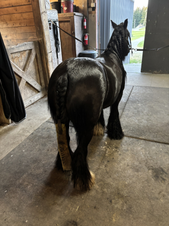 HorseID: 2314524 SD Kohls Great Achievements - PhotoID: 1100250