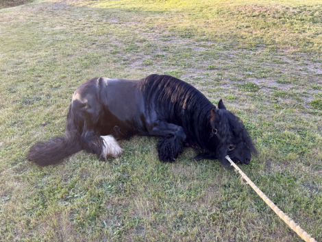 HorseID: 2314524 SD Kohls Great Achievements - PhotoID: 1100251