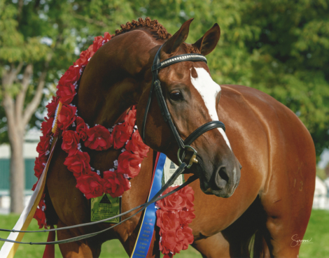 HorseID: 2314528 Rajah R ++++// - PhotoID: 1100263