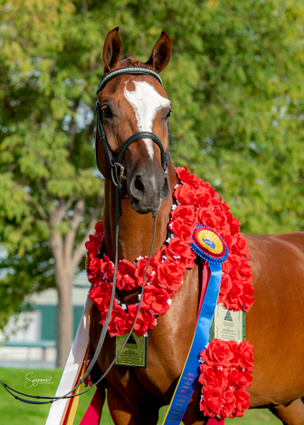 HorseID: 2314528 Rajah R ++++// - PhotoID: 1100264