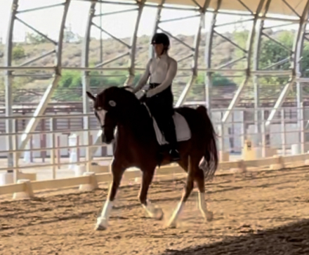 HorseID: 2314528 Rajah R ++++// - PhotoID: 1100265