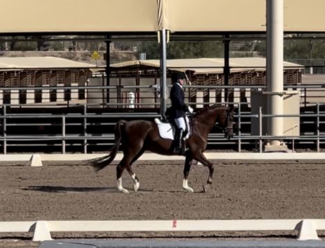 HorseID: 2314528 Rajah R ++++// - PhotoID: 1100266