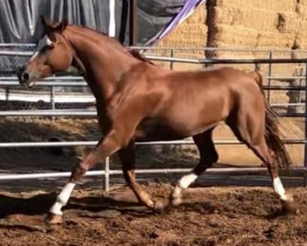 HorseID: 2314528 Rajah R ++++// - PhotoID: 1100267