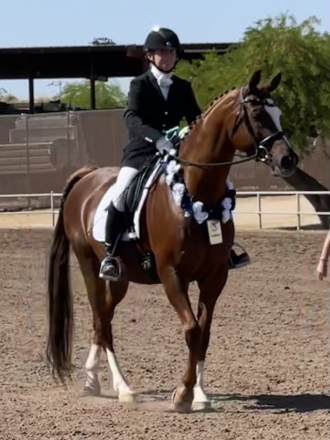 HorseID: 2314528 Rajah R ++++// - PhotoID: 1100268
