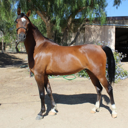 HorseID: 2314529 CJC NICO - PhotoID: 1100270