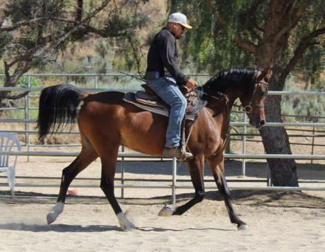 HorseID: 2314529 CJC NICO - PhotoID: 1100272