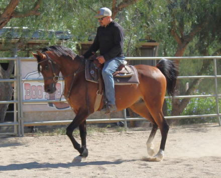 HorseID: 2314529 CJC NICO - PhotoID: 1100273