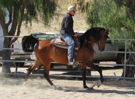HorseID: 2314529 CJC NICO - PhotoID: 1100274
